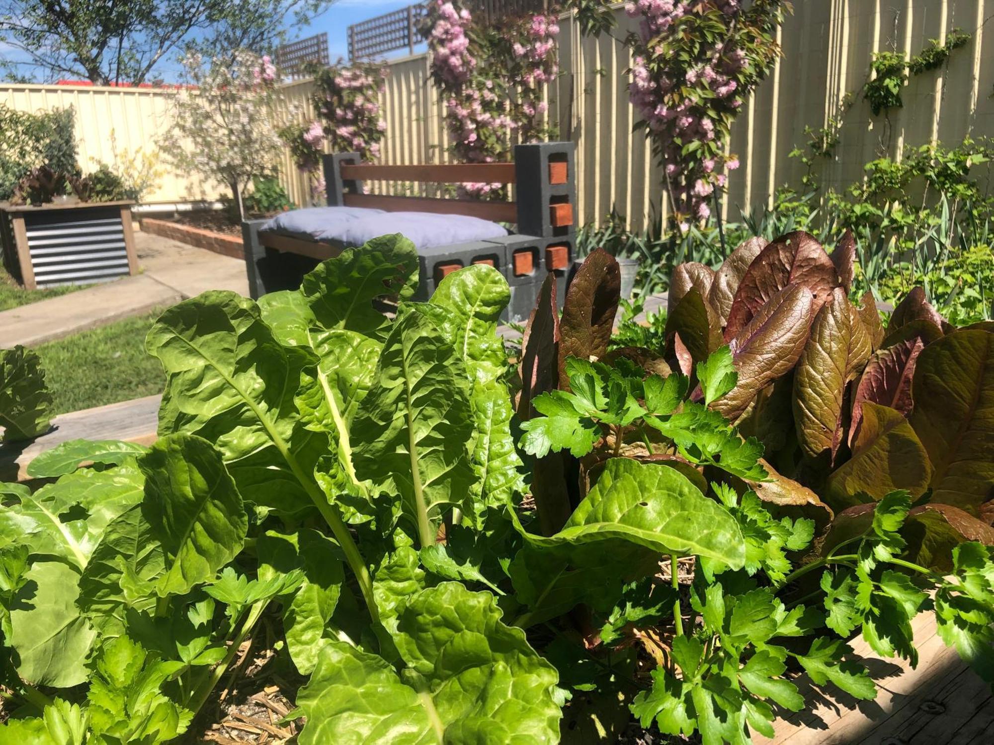 Lovely Budget Vegan Homestay Launceston Exteriör bild
